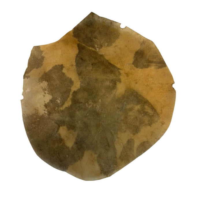 Natural skin (Drumhead) for Tonbak - Music Balcony
